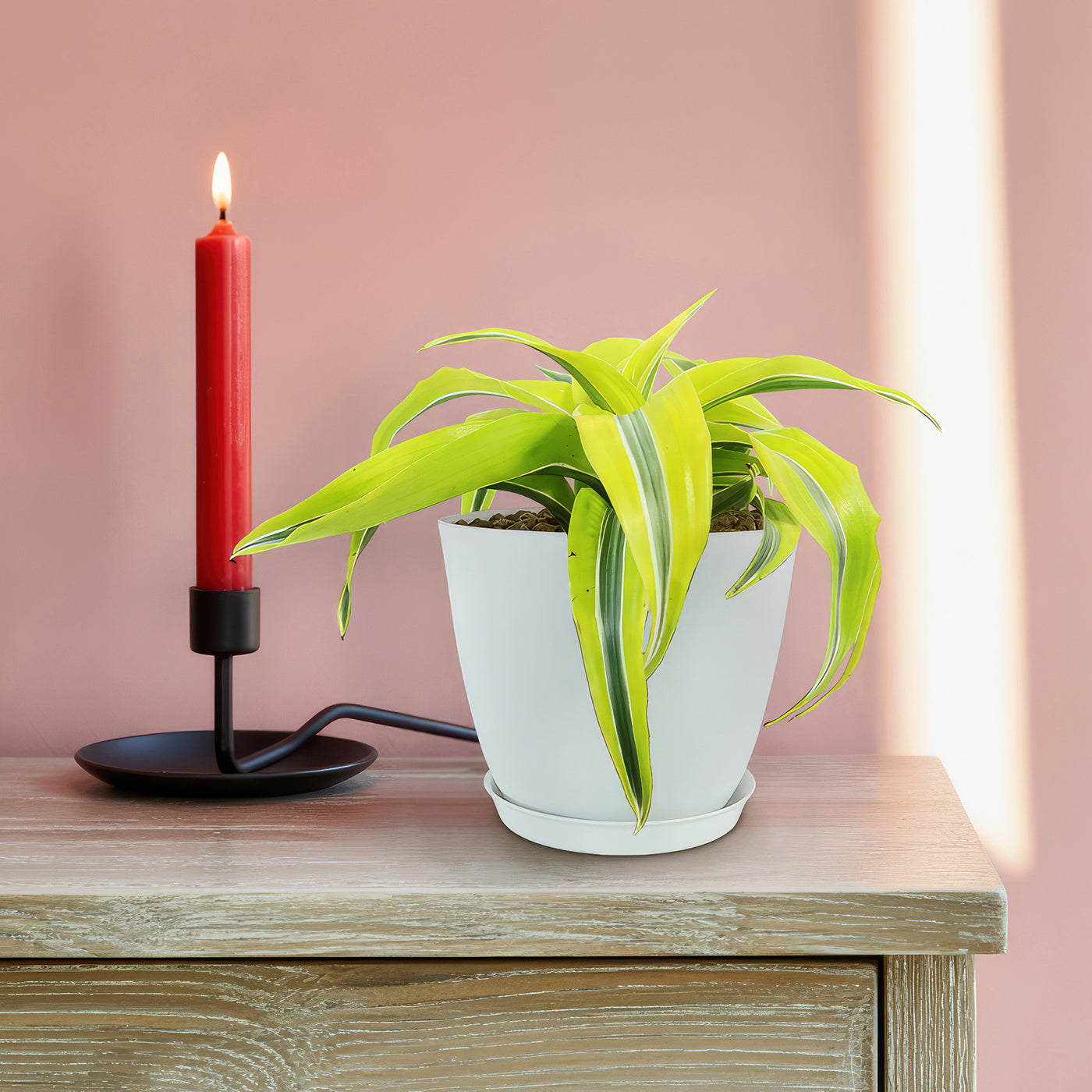 dracaena lemon surprise toxic Lemon Surprise Plant