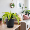 Dracaena &
