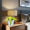 Dracaena ‘Lemon Surprise’ with variegated leaves in a pot on a nightstand, beside a lit lamp in a cozy bedroom setting.