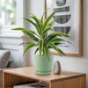 Dracaena fragrans lemon lime (Dragon Plant)