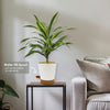 Dracaena fragrans lemon lime (Dragon Plant)