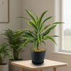 Dracaena fragrans lemon lime (Dragon Plant)