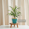 Dracaena fragrans lemon lime (Dragon Plant)