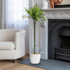 Dracaena fragrans lemon lime (Dragon Plant)