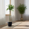 Front view of Lemon Lime Dracaena showcasing green variegated leaves in a black pot with an indoor background
