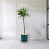 Dracaena fragrans lemon lime (Dragon Plant)