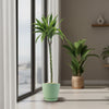 Triple ‘Lemon Lime’ Dracaena