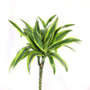 Triple ‘Lemon Lime’ Dracaena