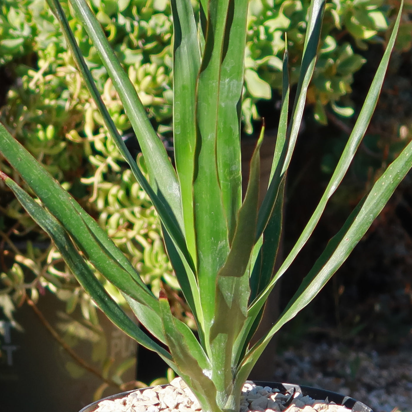 dracaena draco hardiness Dragon Tree 'Dracaena draco'