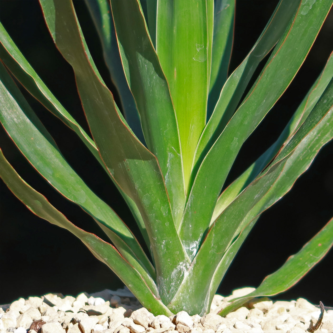 dracaena draco common name Shop 'Dragon Tree