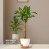 Corn Plant – Dracaena fragrans ‘Massangeana’