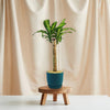 Corn Plant – Dracaena fragrans ‘Massangeana’