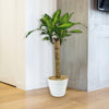 Corn Plant – Dracaena fragrans ‘Massangeana’