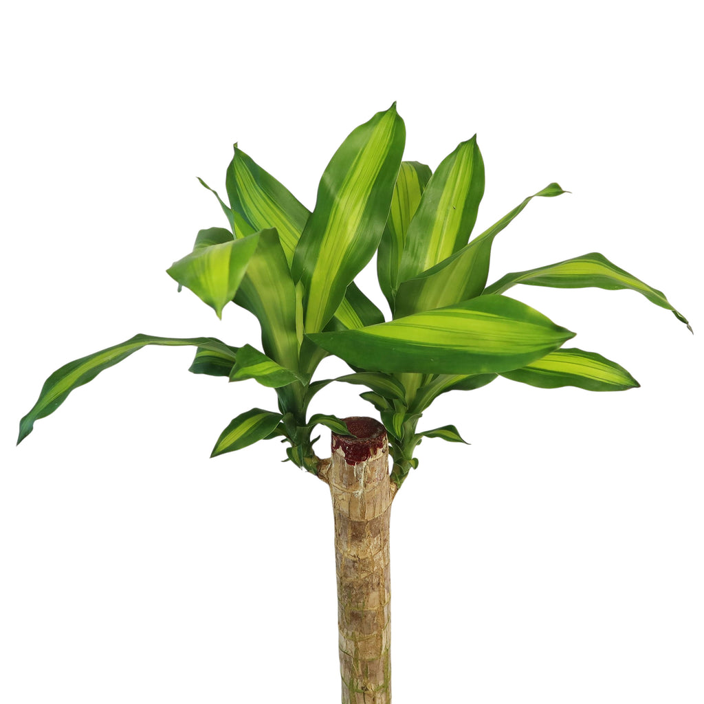 patrol_placeholder_a6ead9acc5af34cb22c78a05ed144ef7