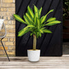Corn Plant – Dracaena fragrans ‘Massangeana’