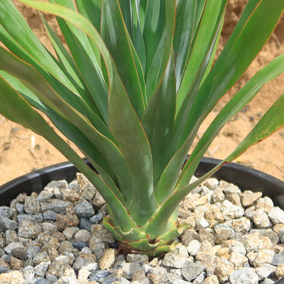 dracaena draco houseplant Shop 'Dragon Tree