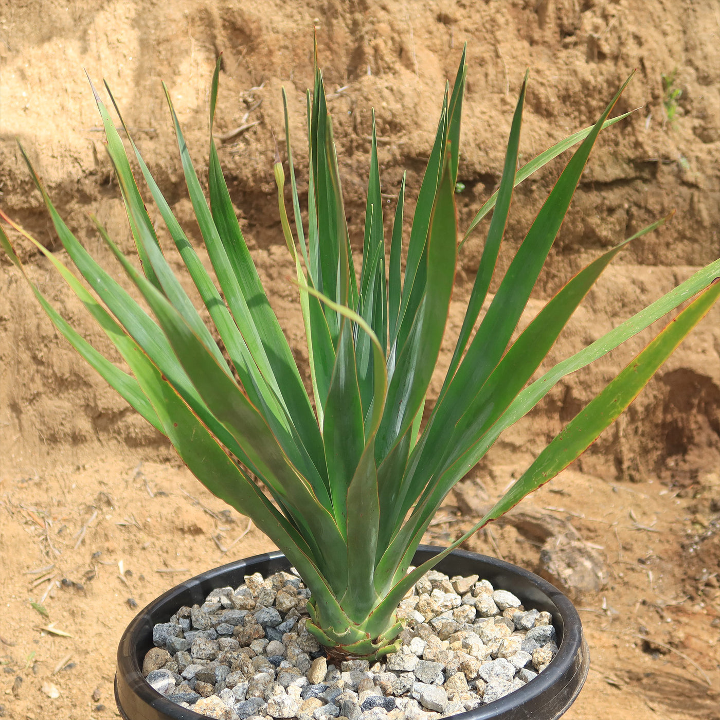 dracaena soil Dragon Tree 'Dracaena draco' 3 Gal
