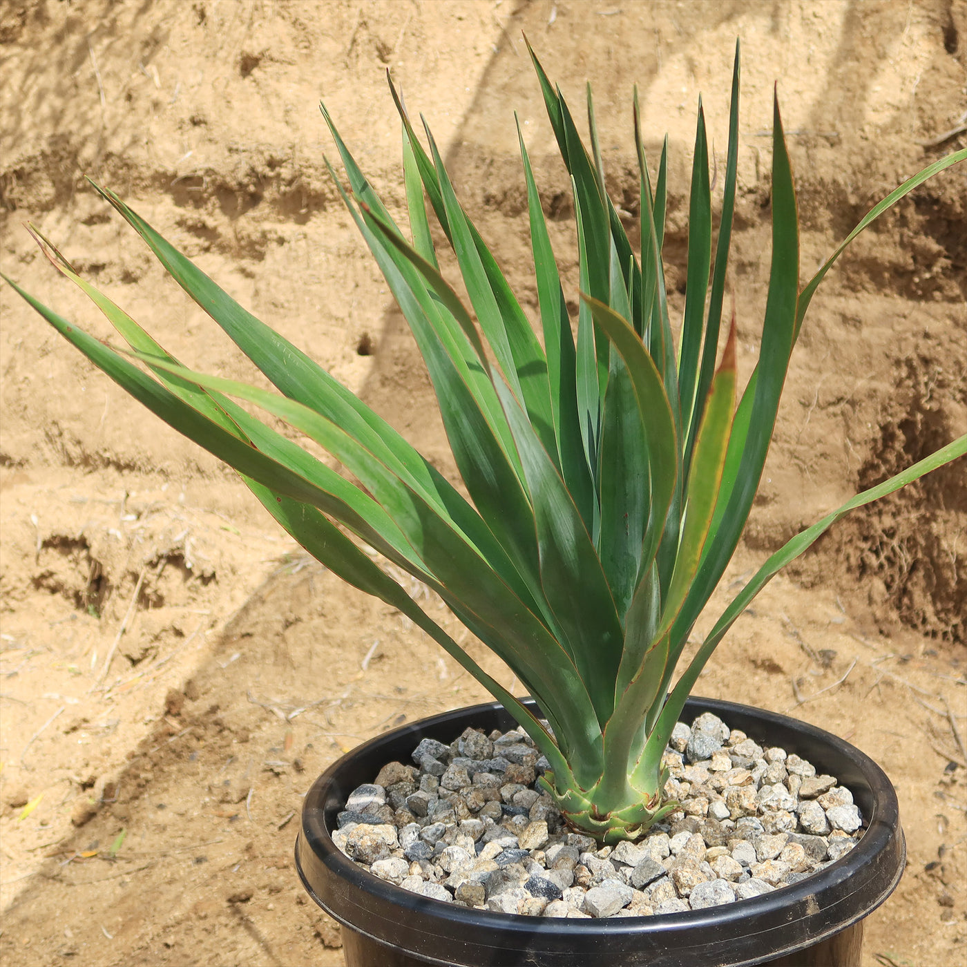 buy dracaena draco Shop 'Dragon Tree