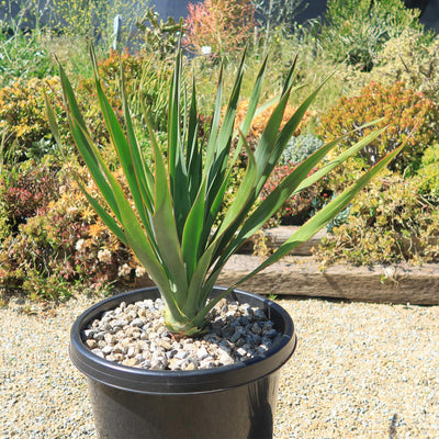 dracaena draco buy Dragon Tree 'Dracaena draco' 3 Gal