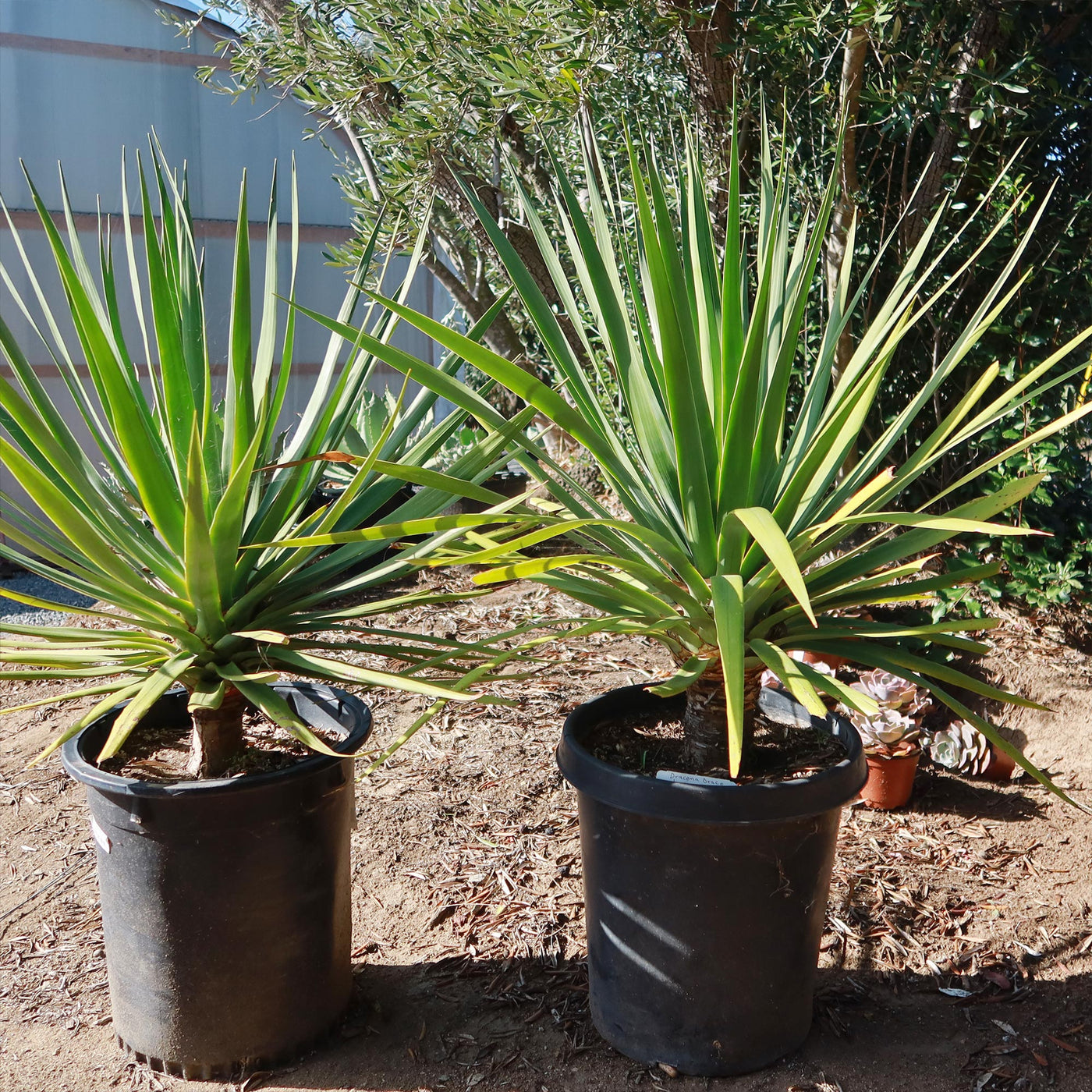 indoor dracaena draco Shop 'Dragon Tree