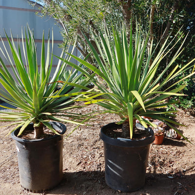 dracaena height Shop 'Dragon Tree