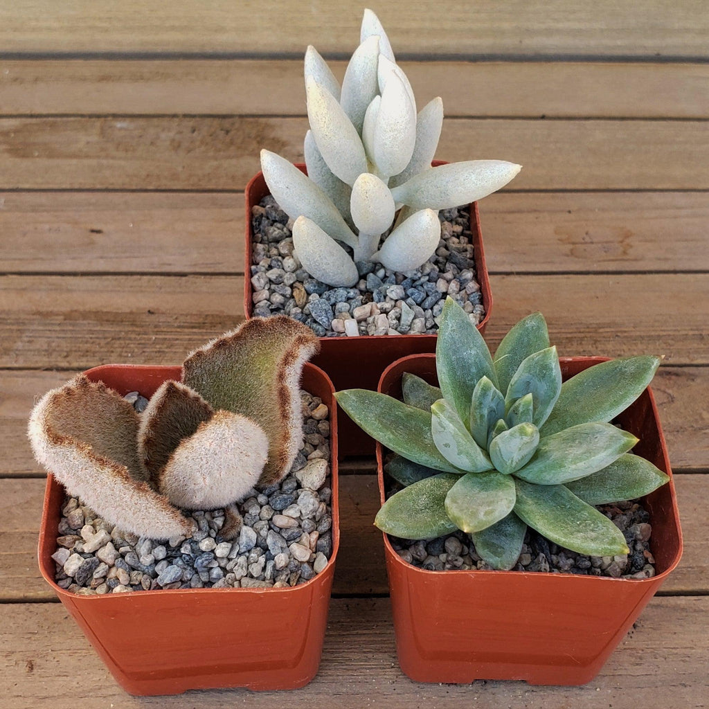 Dreamy Pastels Succulents Assorted Packs (3-25 packs)