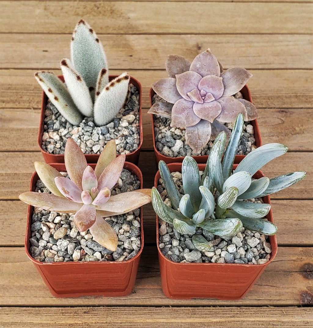 Dreamy Pastels Succulents Assorted Packs (3-25 packs)