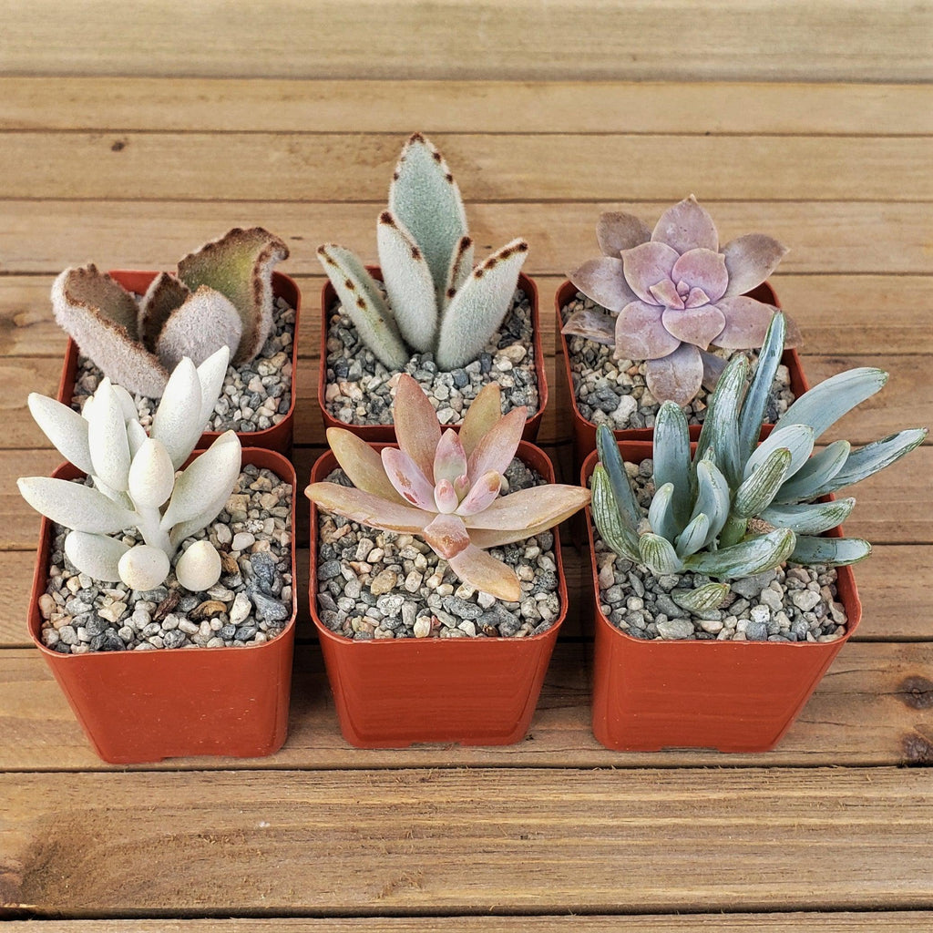 Dreamy Pastels Succulents Assorted Packs (3-25 packs)