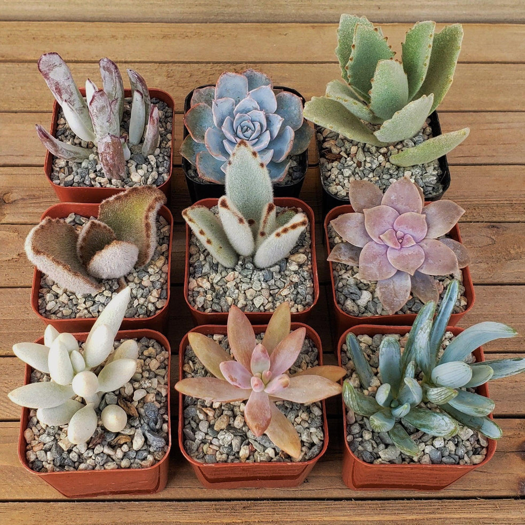 Dreamy Pastels Succulents Assorted Packs (3-25 packs)