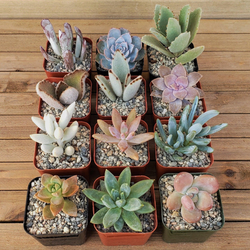 Dreamy Pastels Succulents Assorted Packs (3-25 packs)