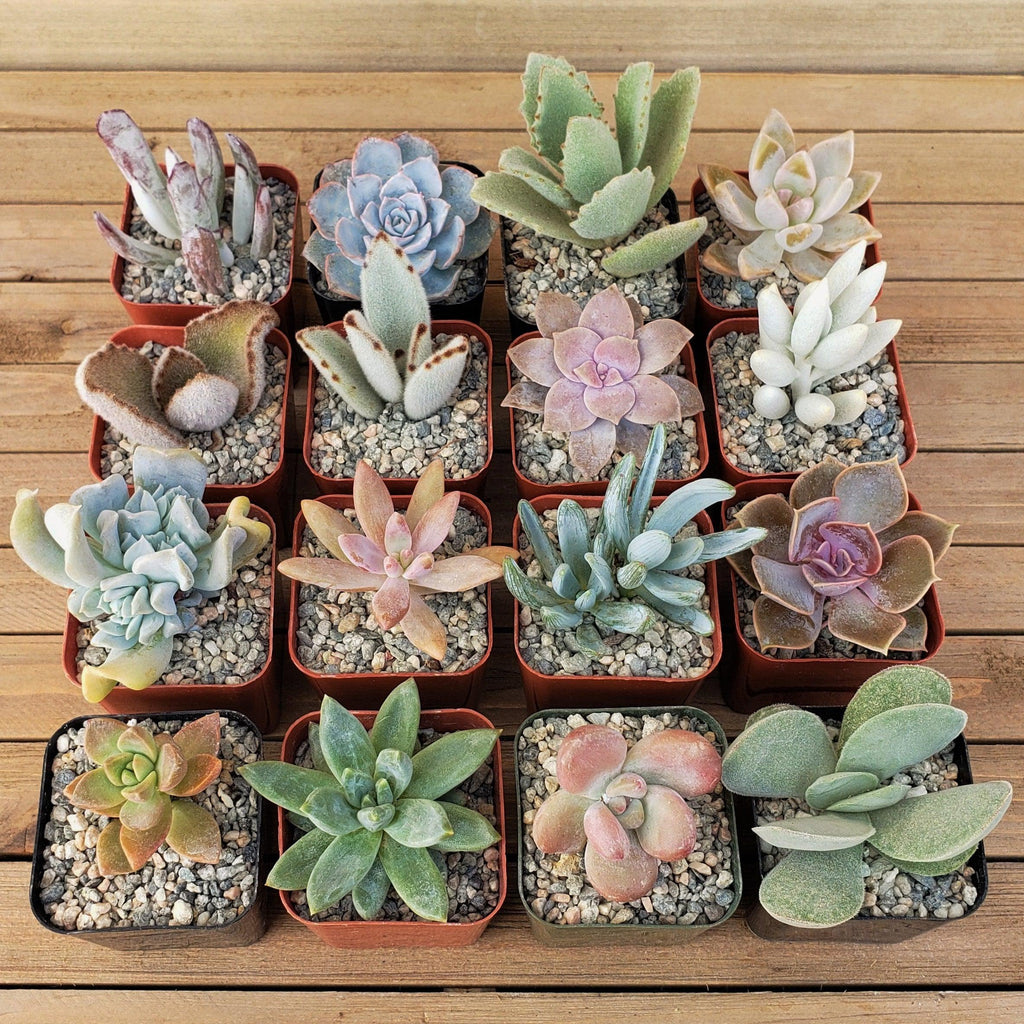 Dreamy Pastels Succulents Assorted Packs (3-25 packs)