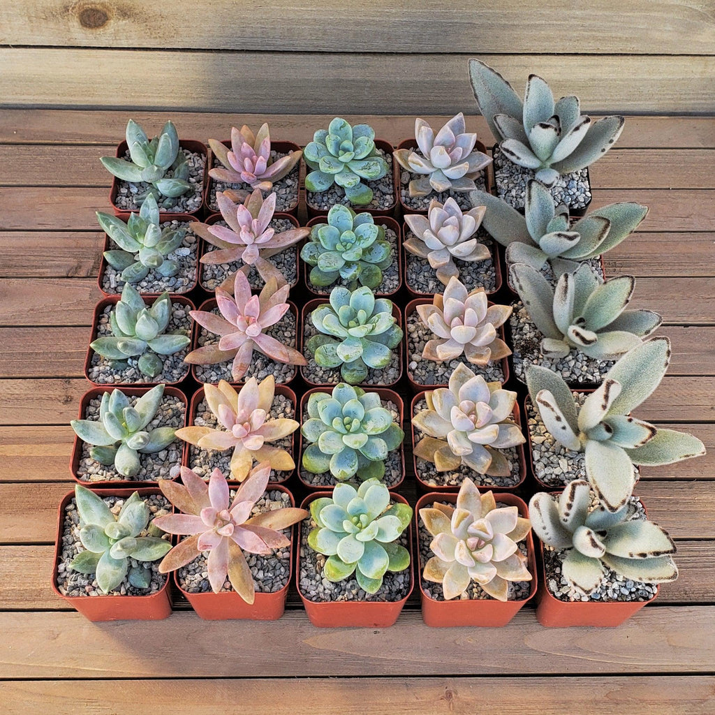 Dreamy Pastels Succulents Assorted Packs (3-25 packs)