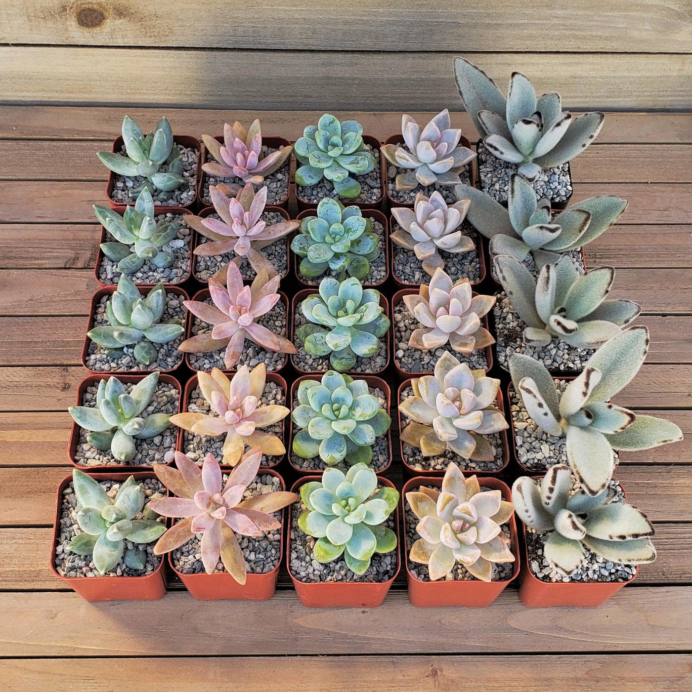 pastel colored succulents Dreamy Pastels Succulents Assorted Packs (3-25 packs) – Planet Desert
