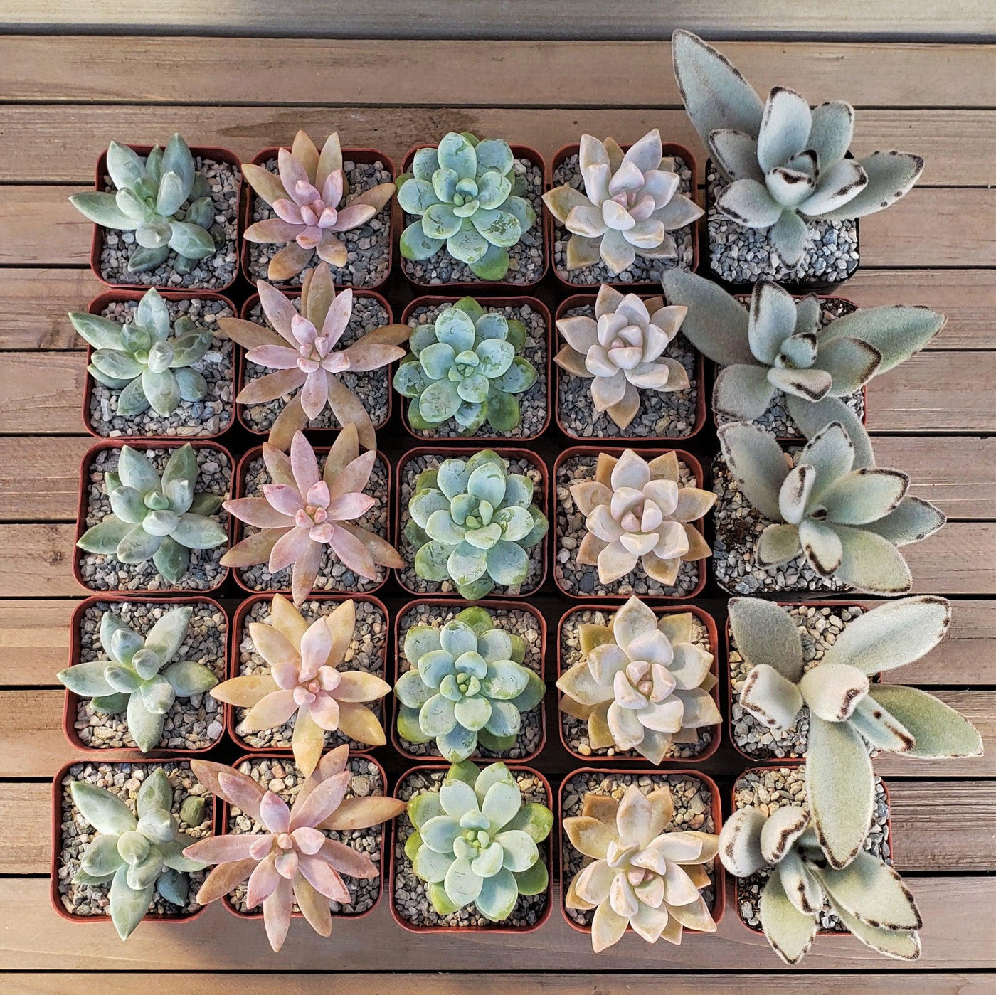 pastel coloured succulents Dreamy Pastels Succulents Assorted Packs (3-25 packs) – Planet Desert
