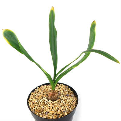 Drimia maritima