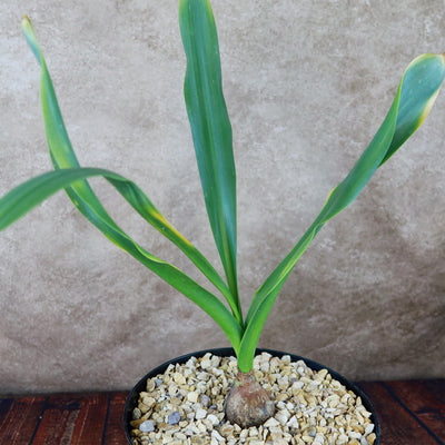 Drimia maritima