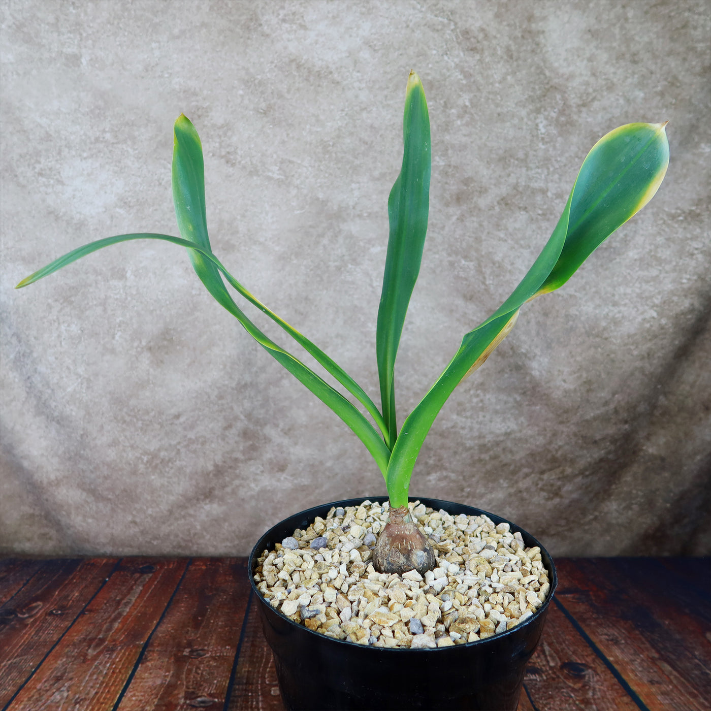 Drimia maritima