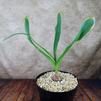 Drimia maritima