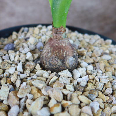 Drimia maritima