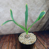 Drimia maritima