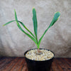 Drimia maritima