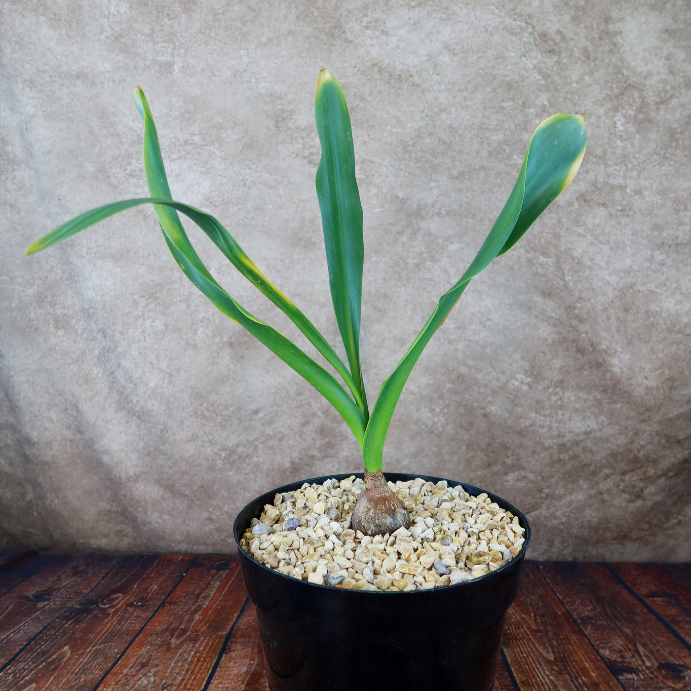 Drimia maritima