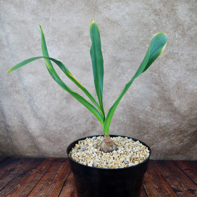 Drimia maritima