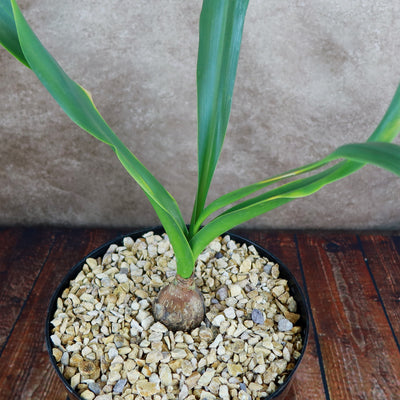Drimia maritima