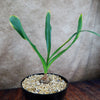 Drimia maritima