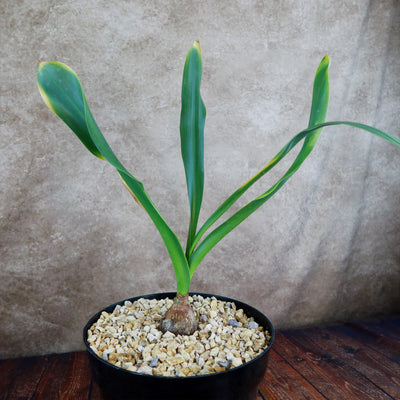 Drimia maritima