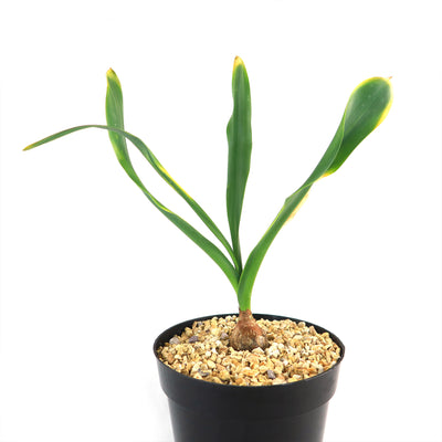 Drimia maritima