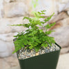 Autumn Fern ‘Dryopteris erythrosora’