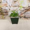 Autumn Fern ‘Dryopteris erythrosora’