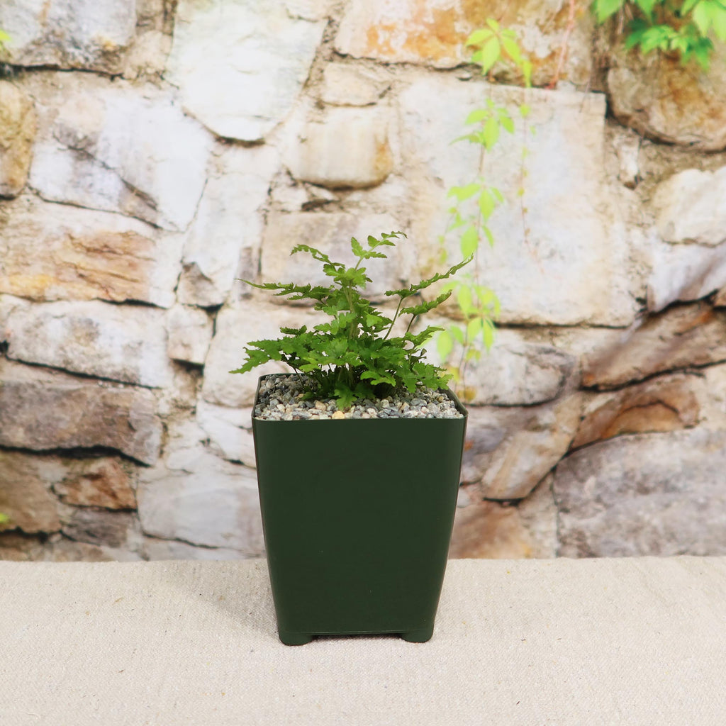 Autumn Fern ‘Dryopteris erythrosora’